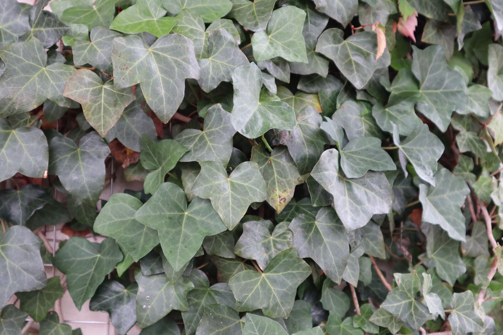 Canon EOS M50 (EOS Kiss M) sample photo. Plants, nature, flowers photography