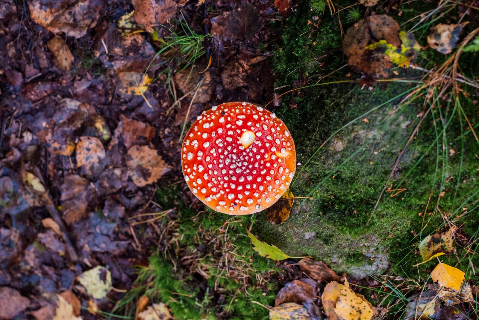 Nikon D200 sample photo. Amanita, mushroom, forest photography