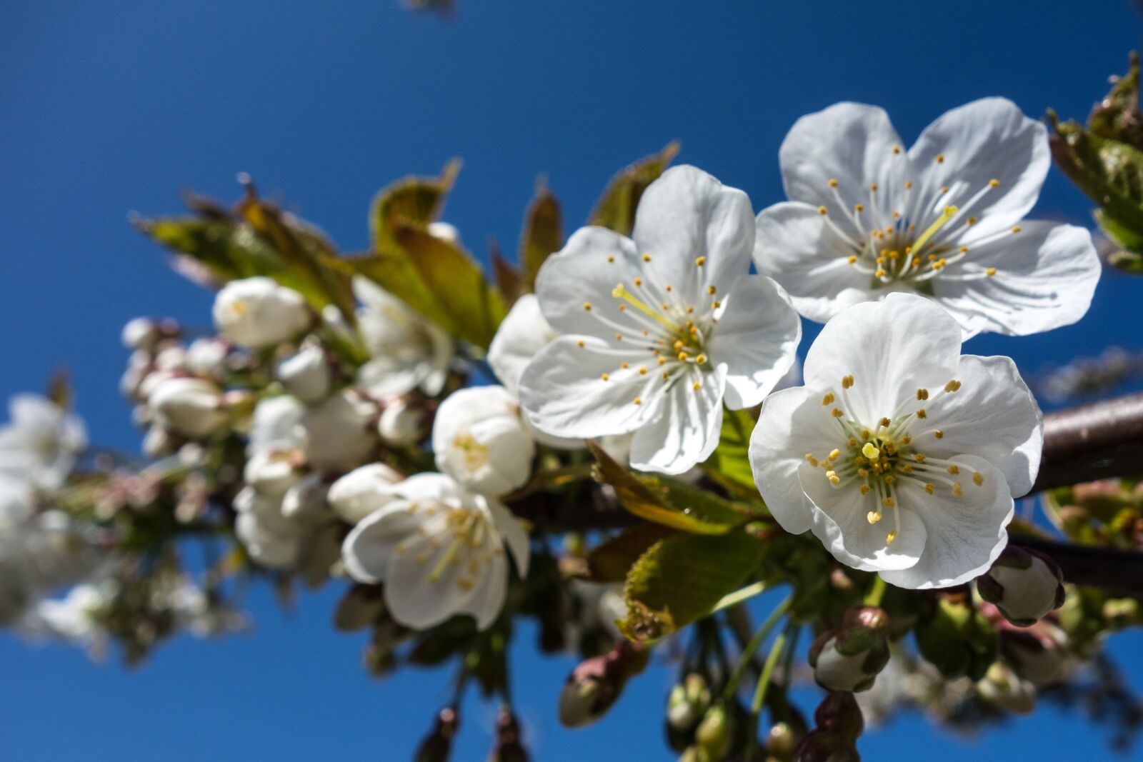 Sony Cyber-shot DSC-RX100 sample photo. Cherry blossom, flower, blossom photography
