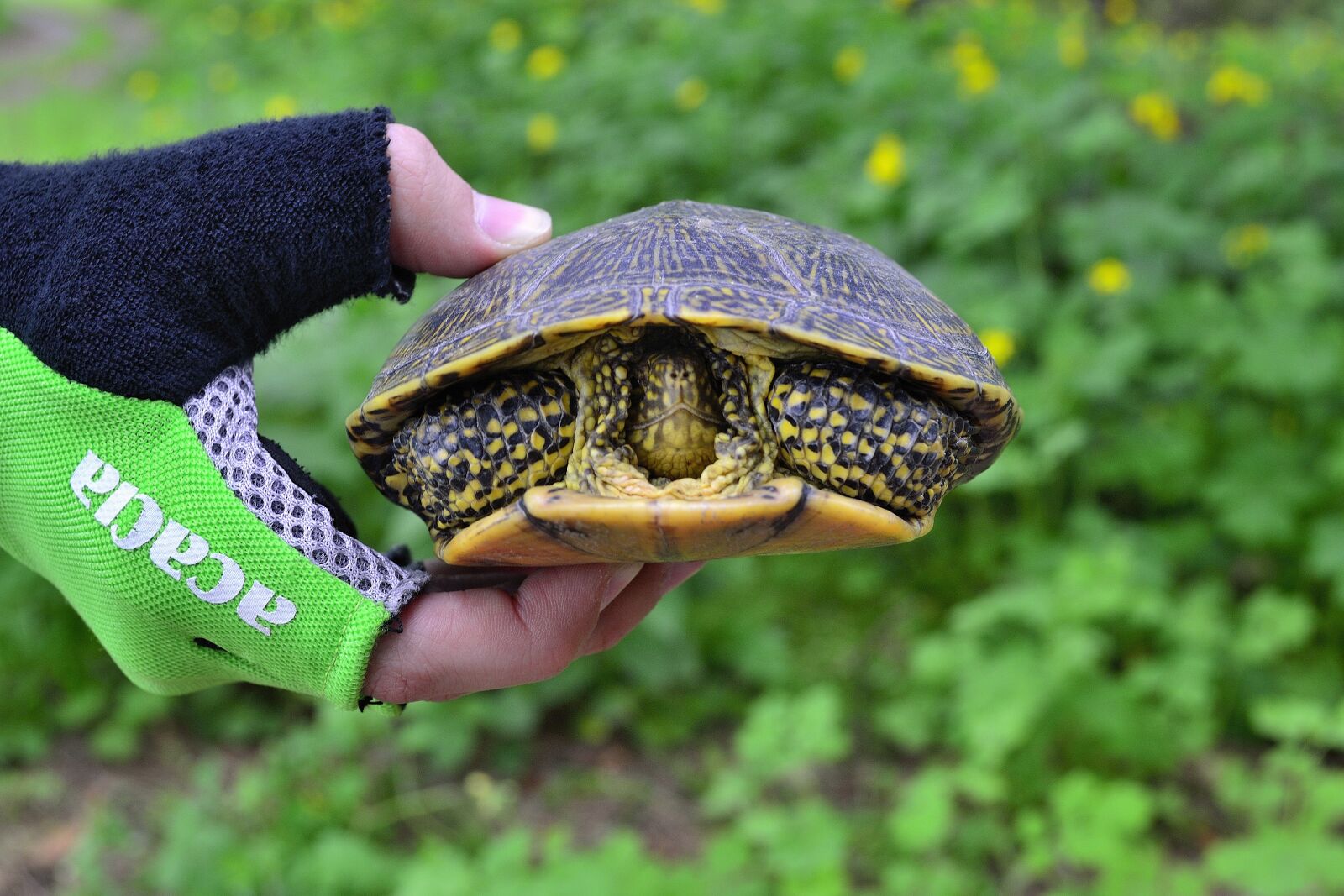 Nikon D3100 sample photo. Tortoise, spring, nature photography