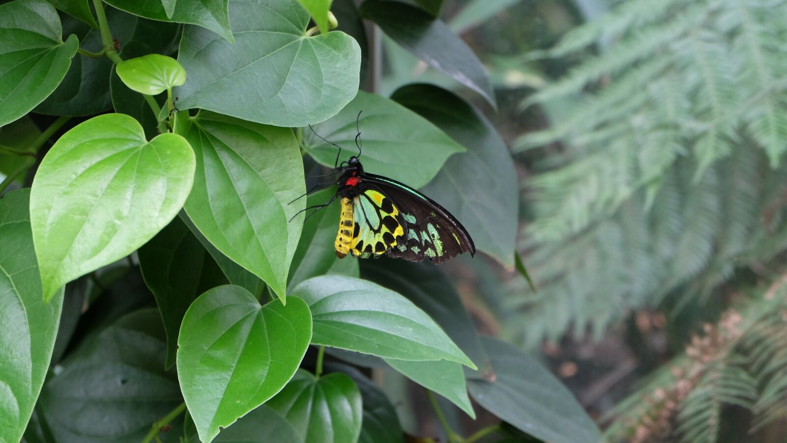 Fujifilm XC 16-50mm F3.5-5.6 OIS sample photo. Butterfly, nature, colorful photography