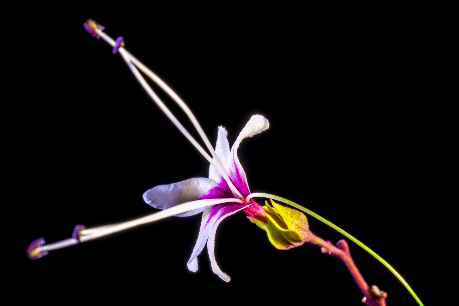Nikon D5200 sample photo. Wild flower, flower, blossom photography