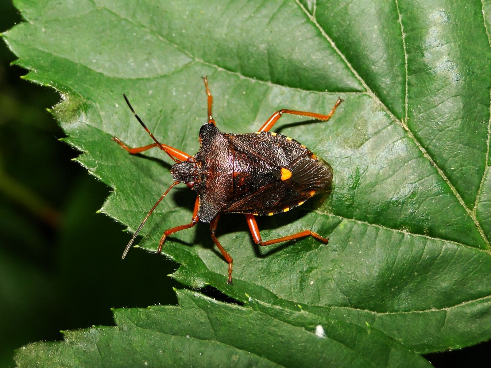 Sony Cyber-shot DSC-HX1 sample photo. Nature, insect, invertebrates photography