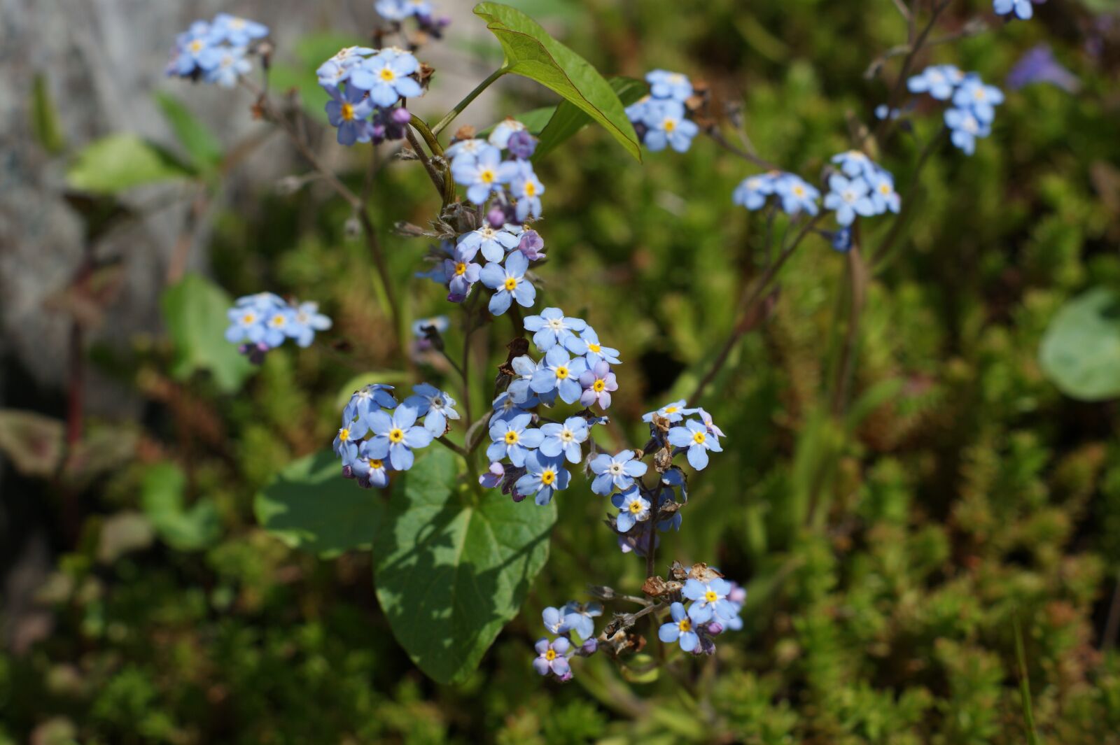 Sony Alpha DSLR-A390 sample photo. Forget, flower, spring photography