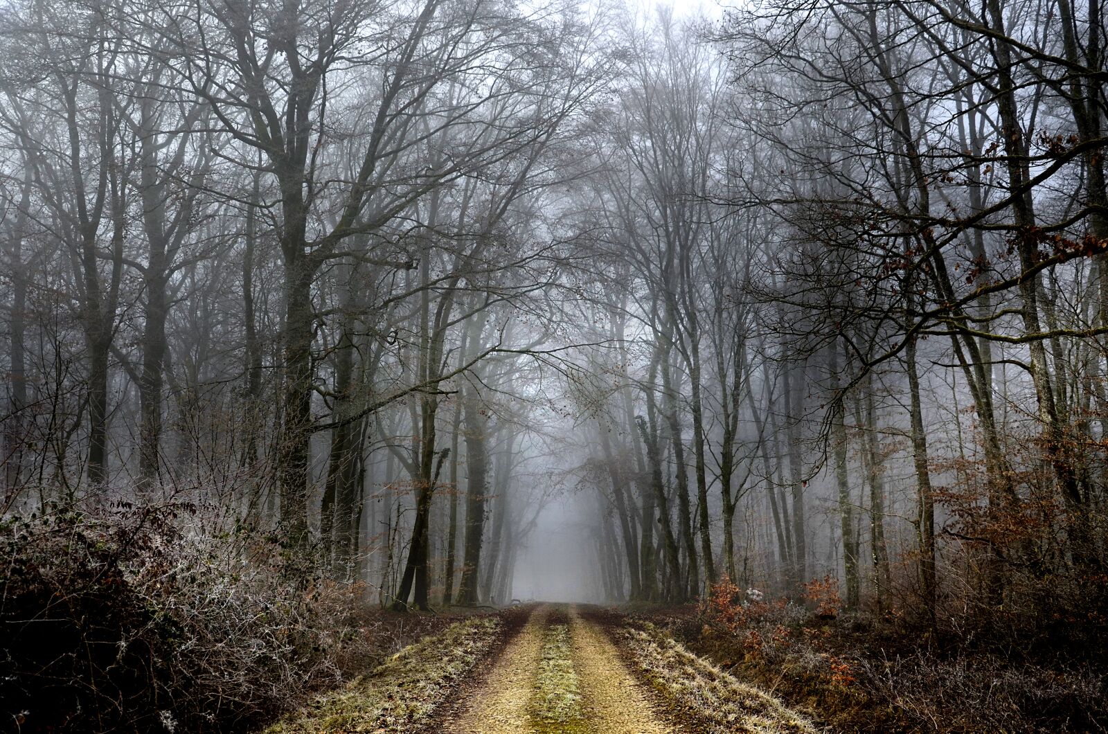 Nikon D5100 sample photo. Path, forest, winter photography