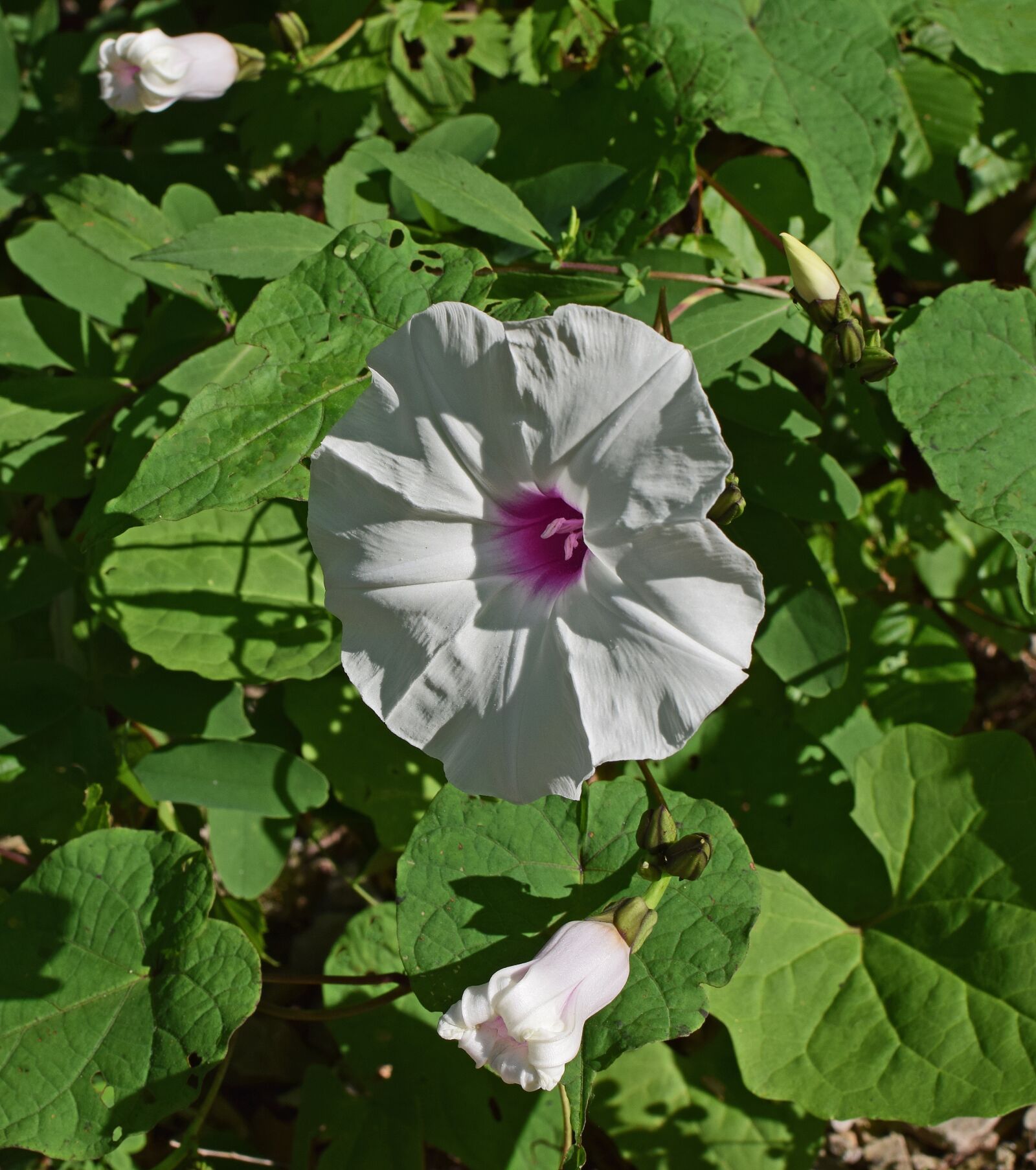Nikon D3300 sample photo. Wild potato vine, manroot photography