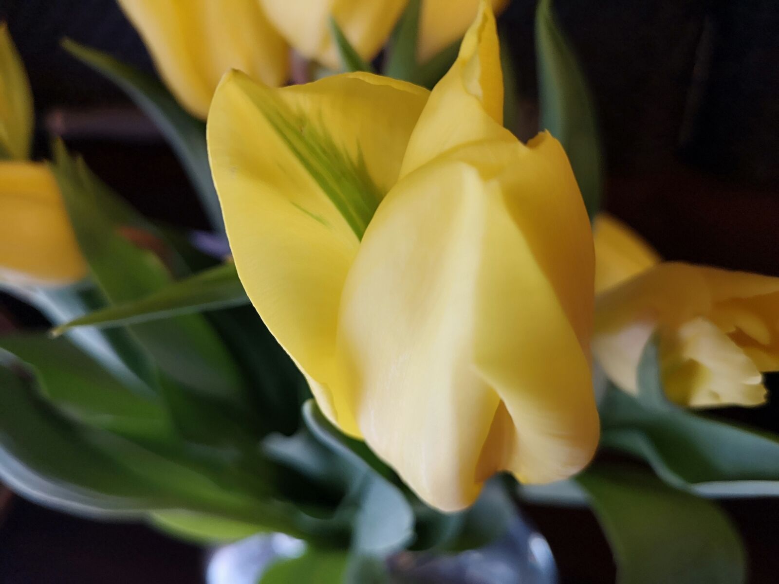 HUAWEI CLT-L29 sample photo. Flowers, yellow, tulips photography