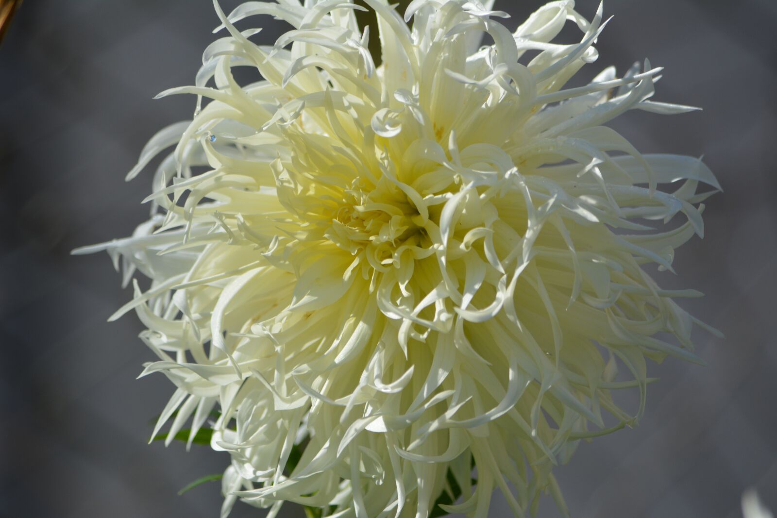 Nikon D5200 sample photo. Flower, white, yellow photography