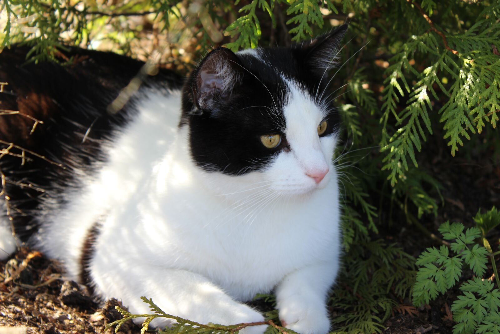 Canon EOS 600D (Rebel EOS T3i / EOS Kiss X5) sample photo. Cat, summer, shade photography