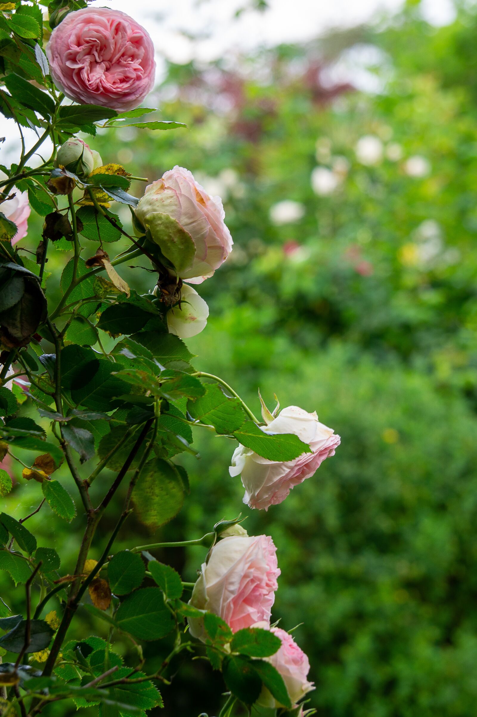 Sony Alpha NEX-3 + Sony E 55-210mm F4.5-6.3 OSS sample photo. Roses, garden, spring photography