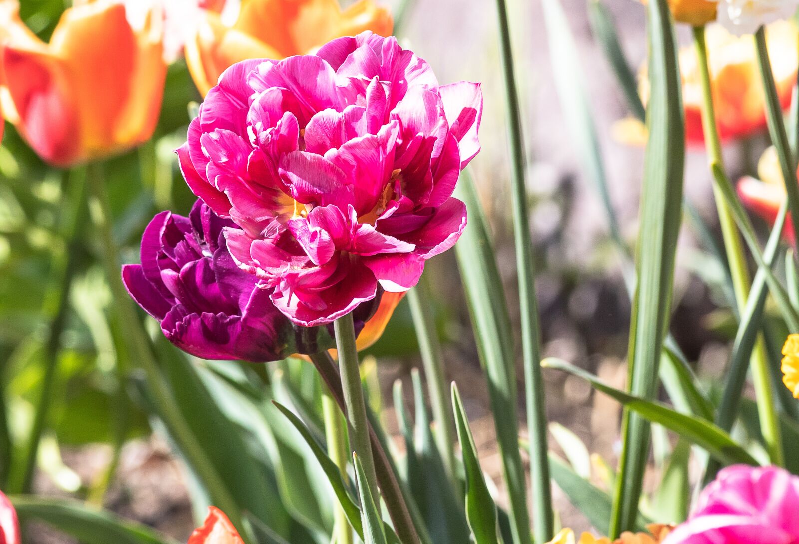 Canon EF 70-300mm F4-5.6 IS USM sample photo. Tulip, ornamental plant, plant photography