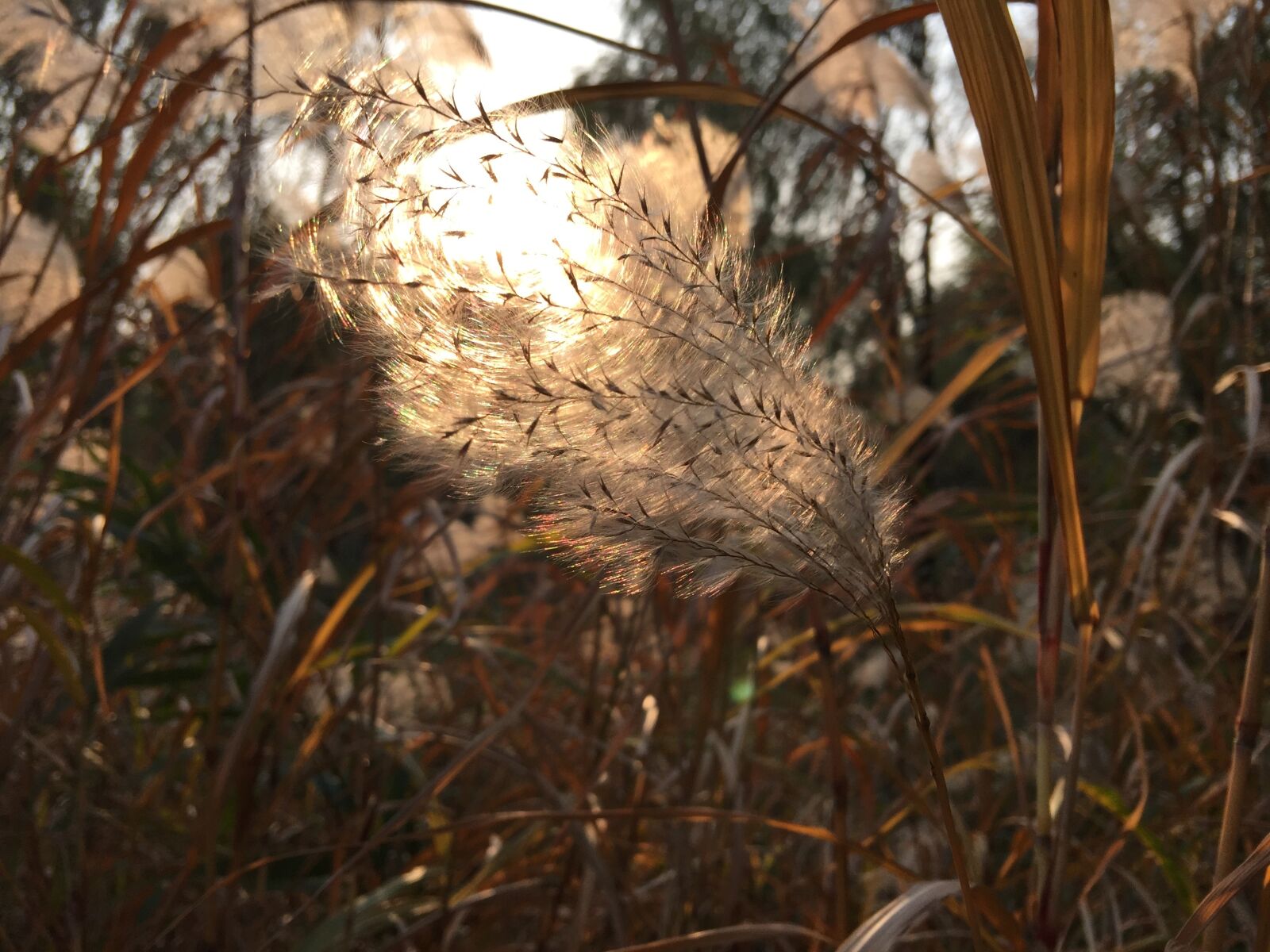 iPhone 6 Plus back camera 4.15mm f/2.2 sample photo. Yimiyangguang, reed, breeze photography