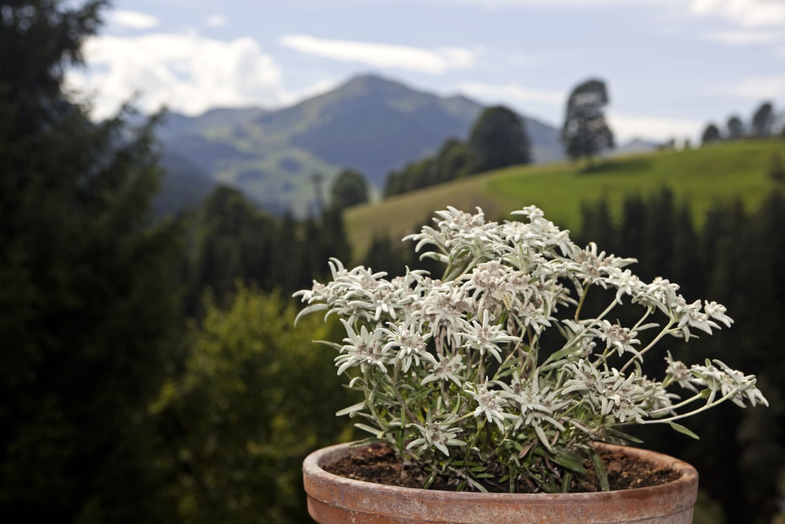 Canon EOS 5D Mark II sample photo. Edlweiss, alpine flowers, flowers photography