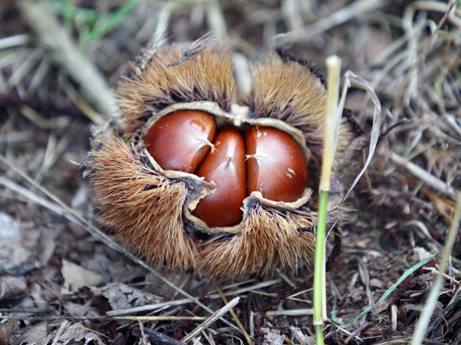 Canon EOS 5D sample photo. Night, chestnut, autumn photography
