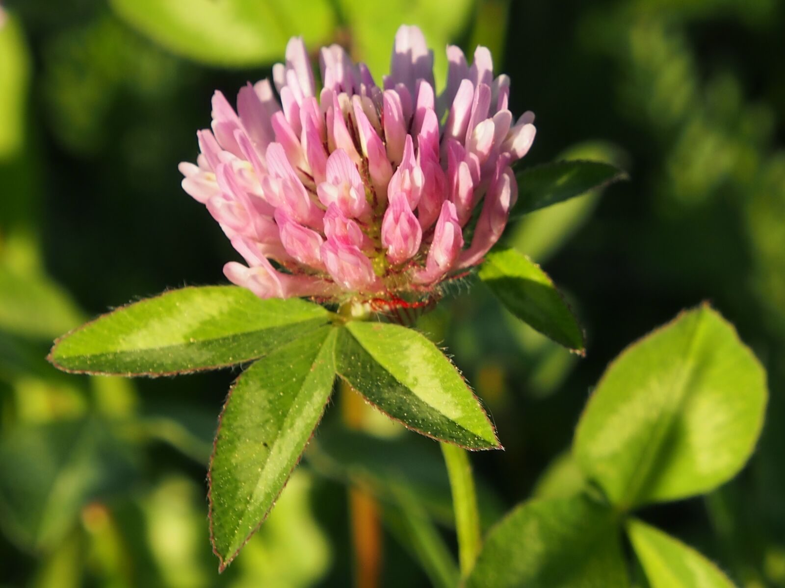 Olympus OM-D E-M5 sample photo. Flowering red clover, meadow photography