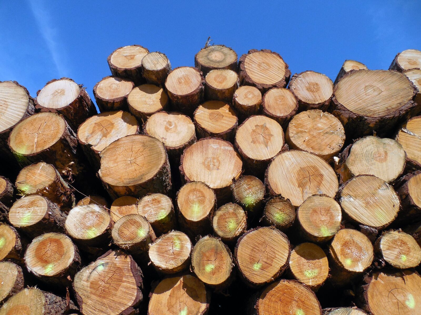 Nikon COOLPIX L620 sample photo. Wood, tree trunks, forestry photography