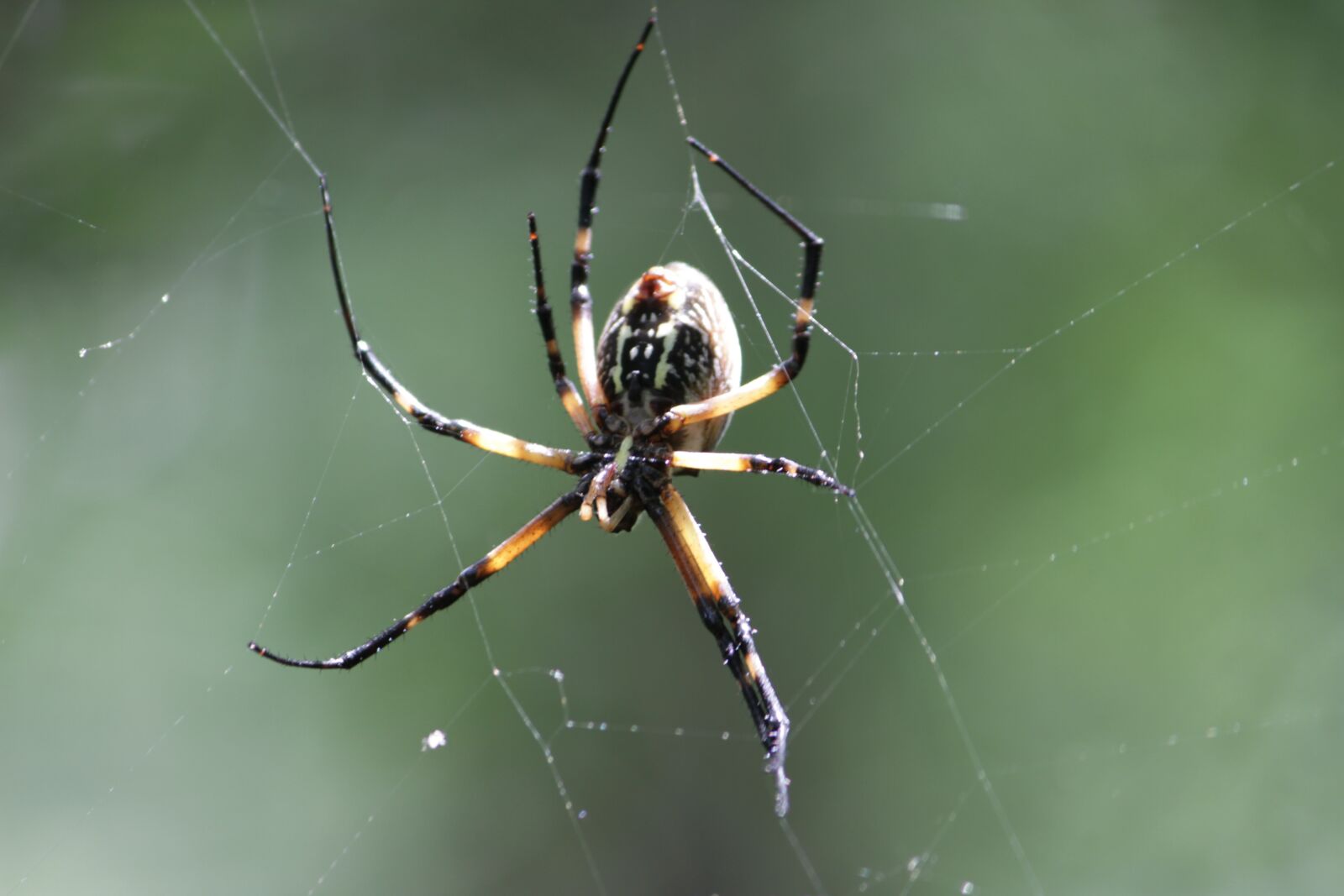 Canon EOS 7D + Canon EF-S 55-250mm F4-5.6 IS II sample photo. Spider, woods, nature photography