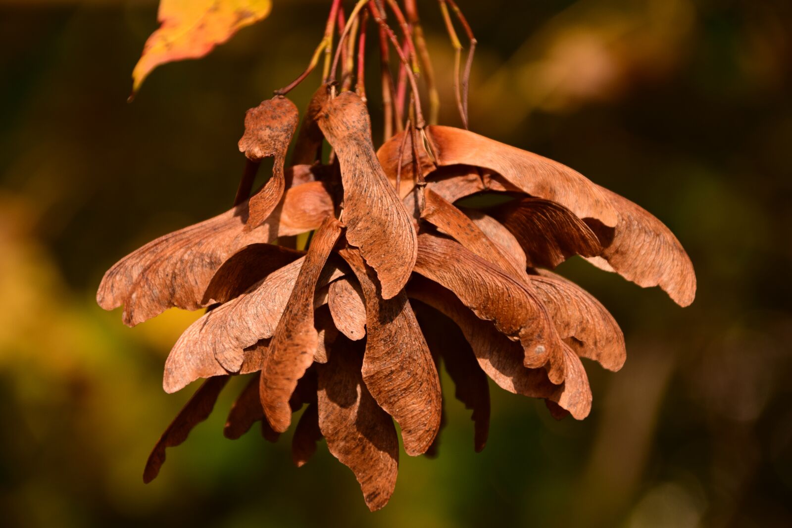 Nikon D3300 sample photo. Maple, seeds, flying seeds photography