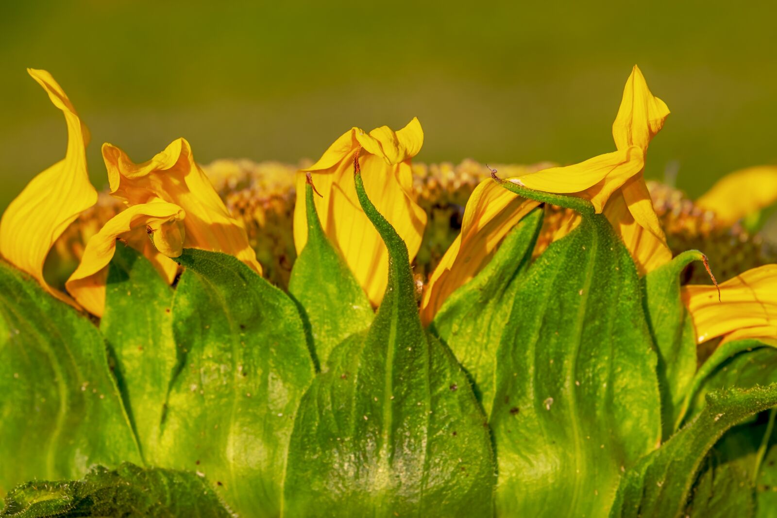 Fujifilm XF 55-200mm F3.5-4.8 R LM OIS sample photo. Sunflower, blooms, yellow photography