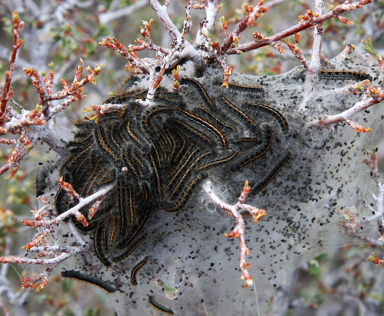 Canon EOS 40D sample photo. Nest, tent, caterpillars photography