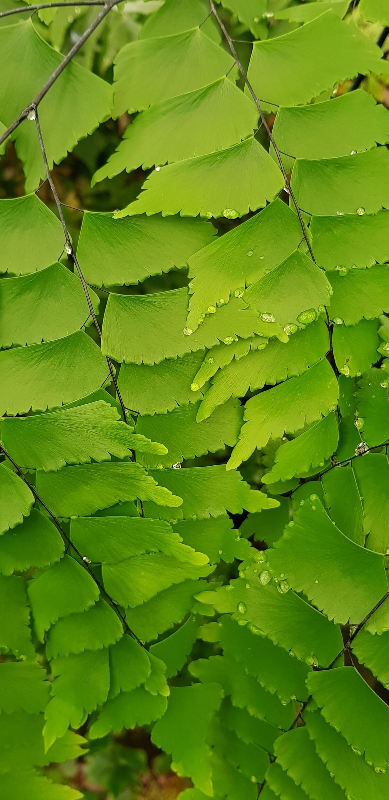 Samsung Galaxy S8 sample photo. Foliage, l sto ky photography