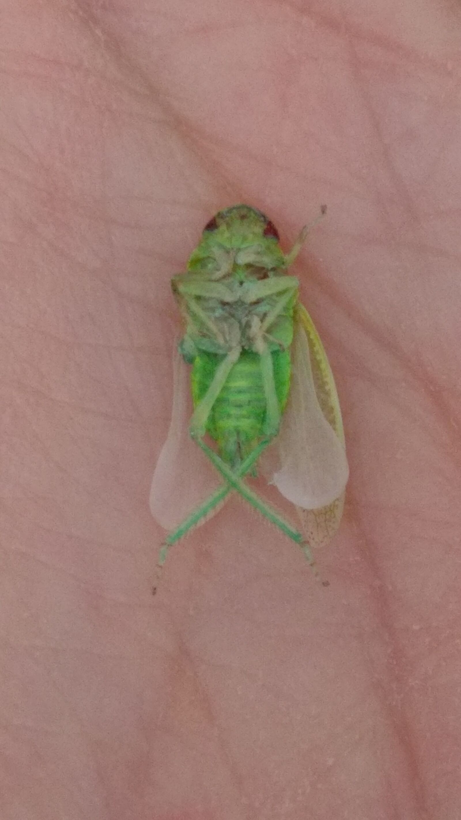 HTC ONE A9 sample photo. Bug, dead, green, insect photography