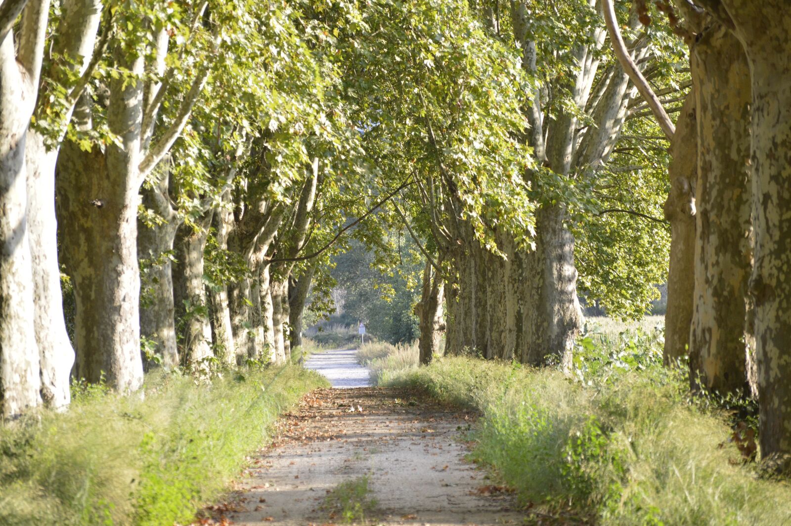 Nikon D3200 sample photo. Trees, avenue, autumn photography