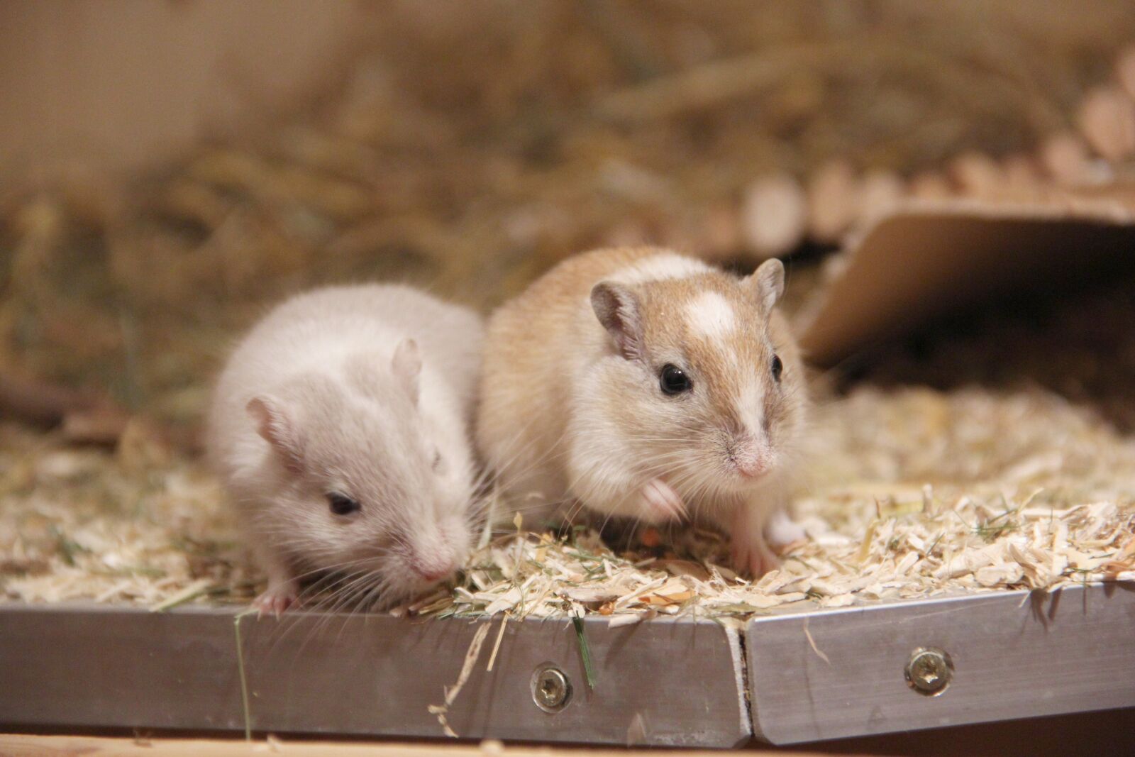 Canon EOS 60D sample photo. Racing mouse, eat, friends photography