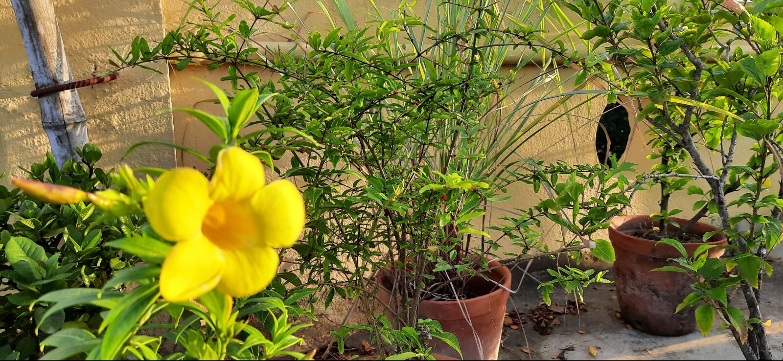 Samsung SM-M215F sample photo. Flower, yellow beauty, summer photography
