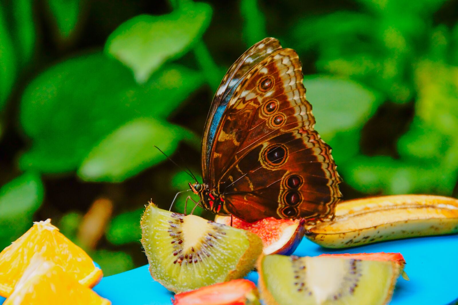 Sony SLT-A77 sample photo. Butterfly, fruits, animal photography