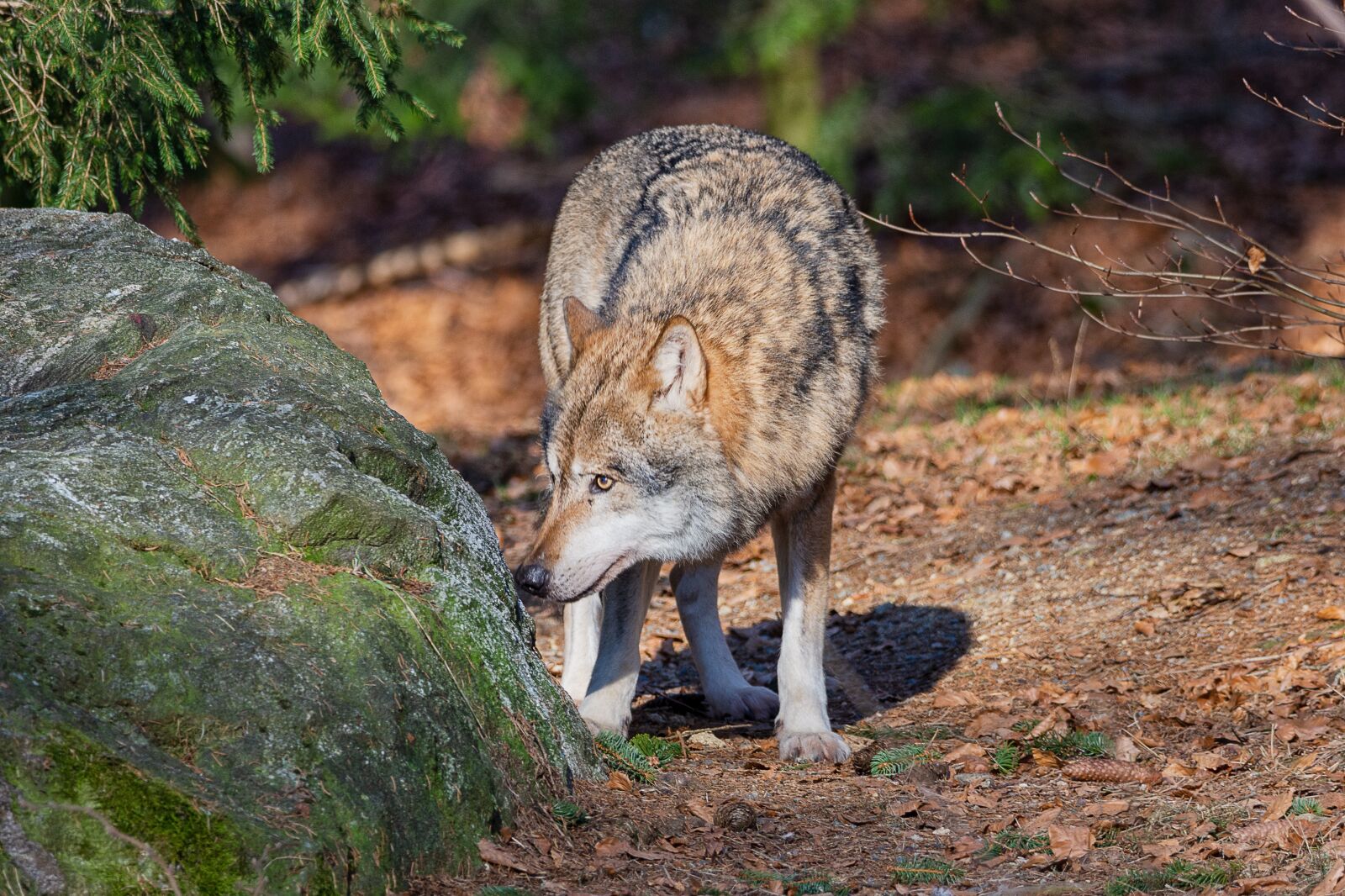 Nikon D7200 sample photo. Wolf, animal, predator photography