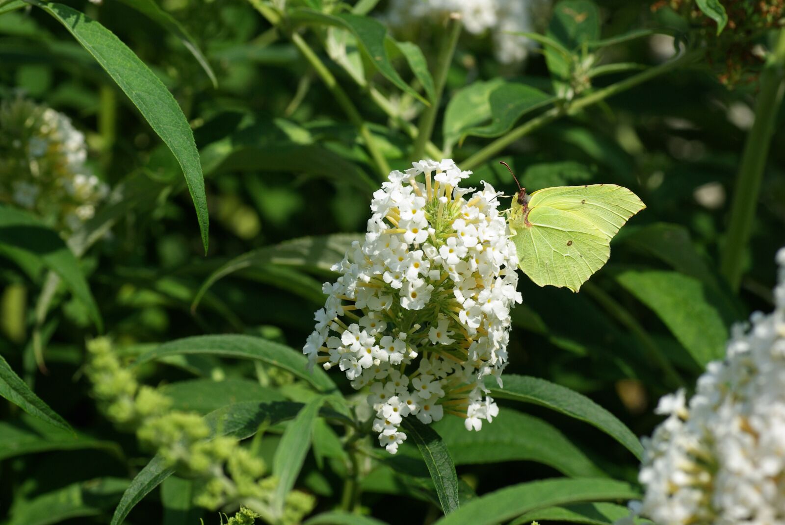 Pentax K10D sample photo. Cabbage white, butterfly bush photography