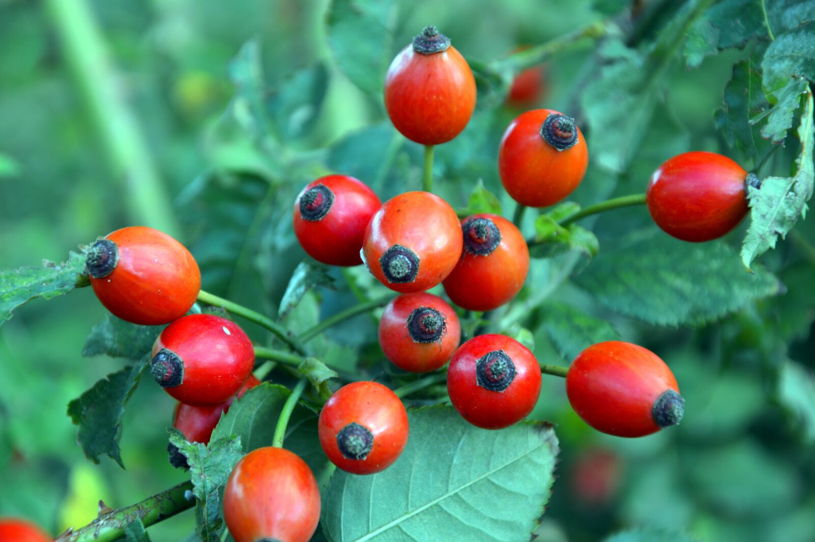 Nikon D3200 sample photo. Rose hip, wild rose photography