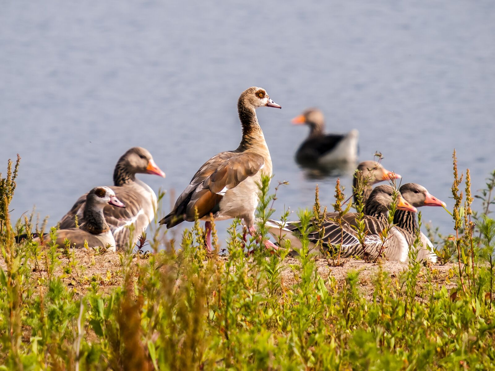 Olympus E-3 sample photo. Goose, geese, greylag goose photography