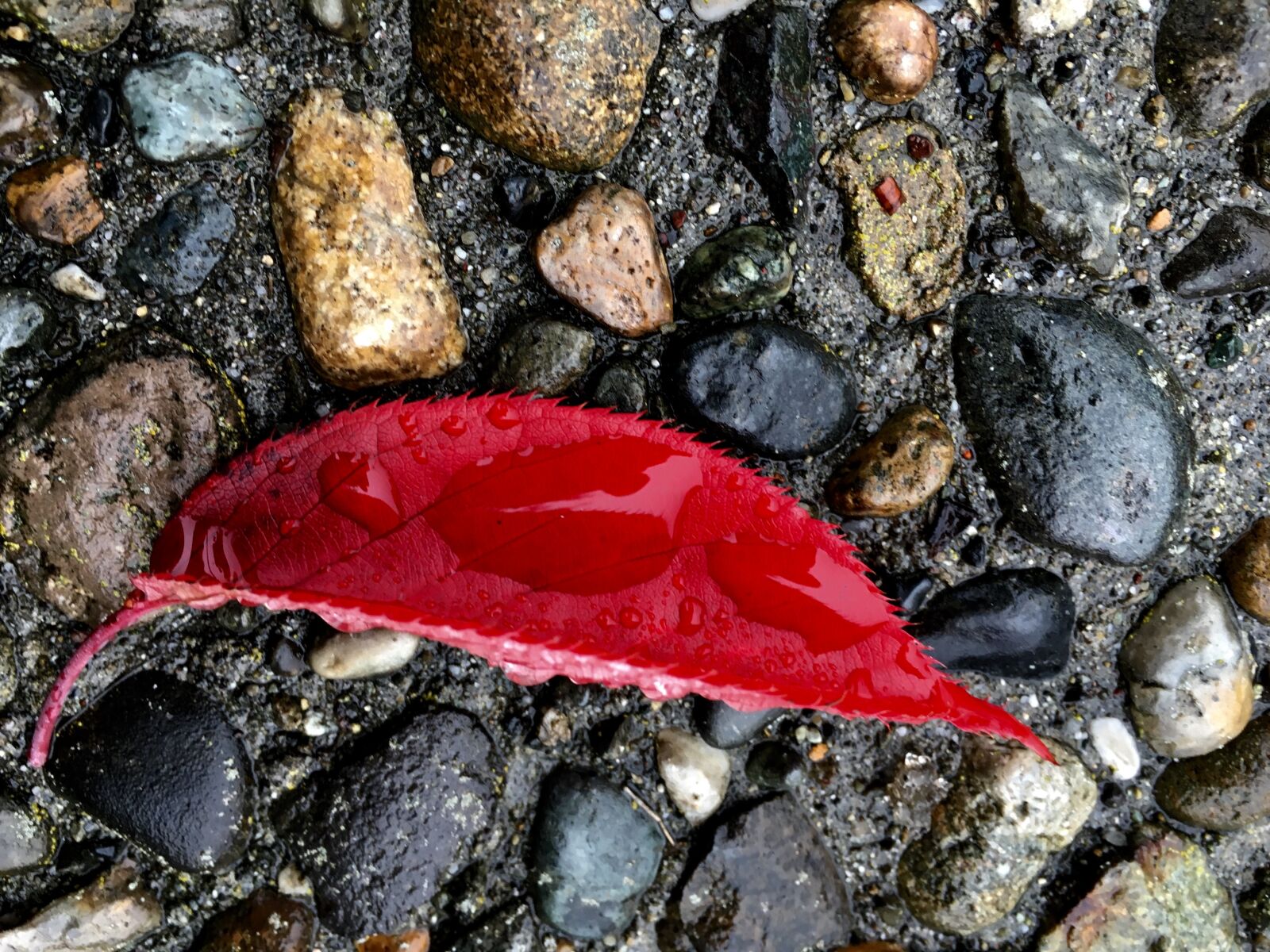 Apple iPhone 6s sample photo. Rock, wet, red photography