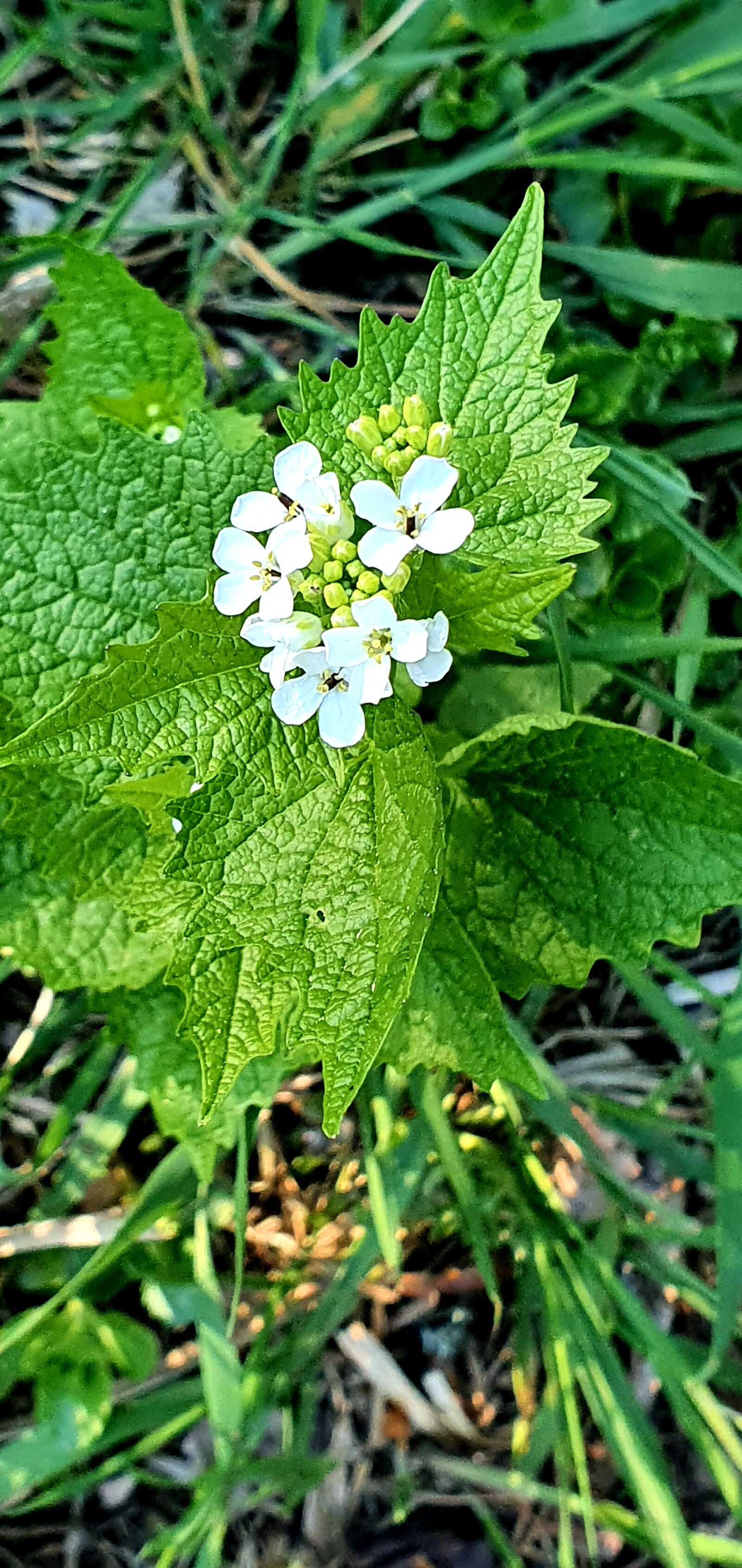 Samsung Galaxy S10+ sample photo. Nature, forrest, flower photography