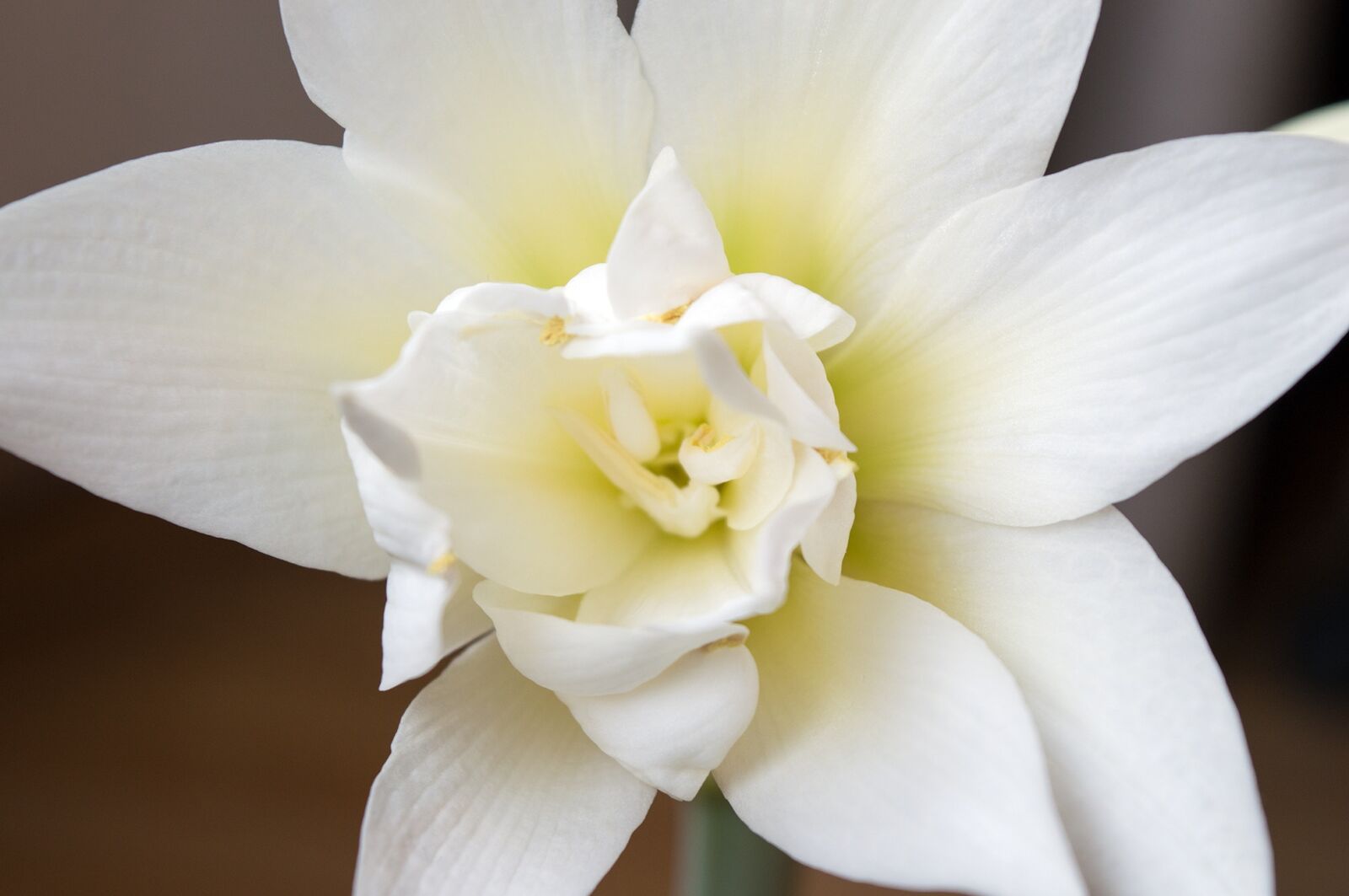 Nikon D3200 sample photo. Hippeastrum, amaryllis, spring flowers photography