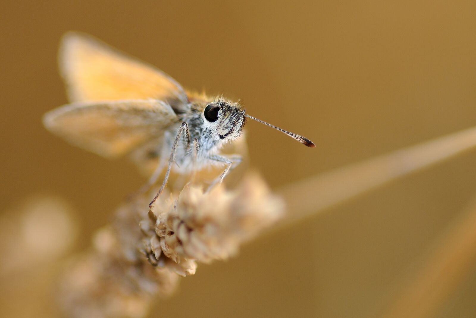 Nikon D300 sample photo. Butterfly, insect, macro photography