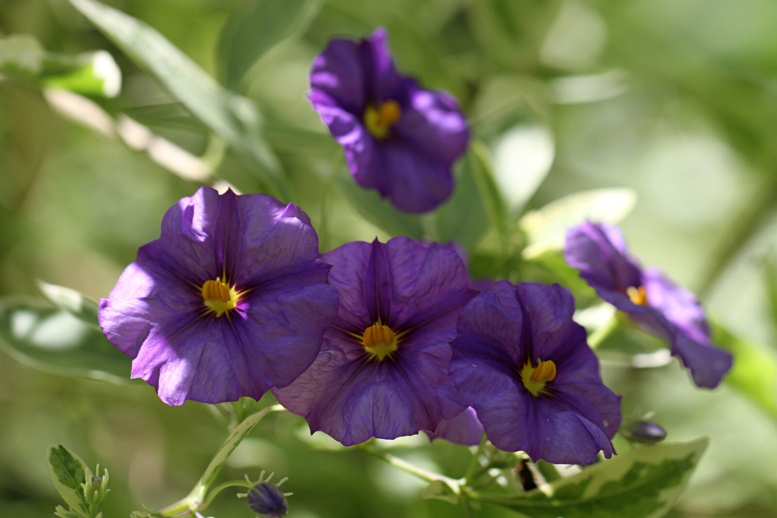 Canon EOS 7D sample photo. Flower, purple, purple flower photography