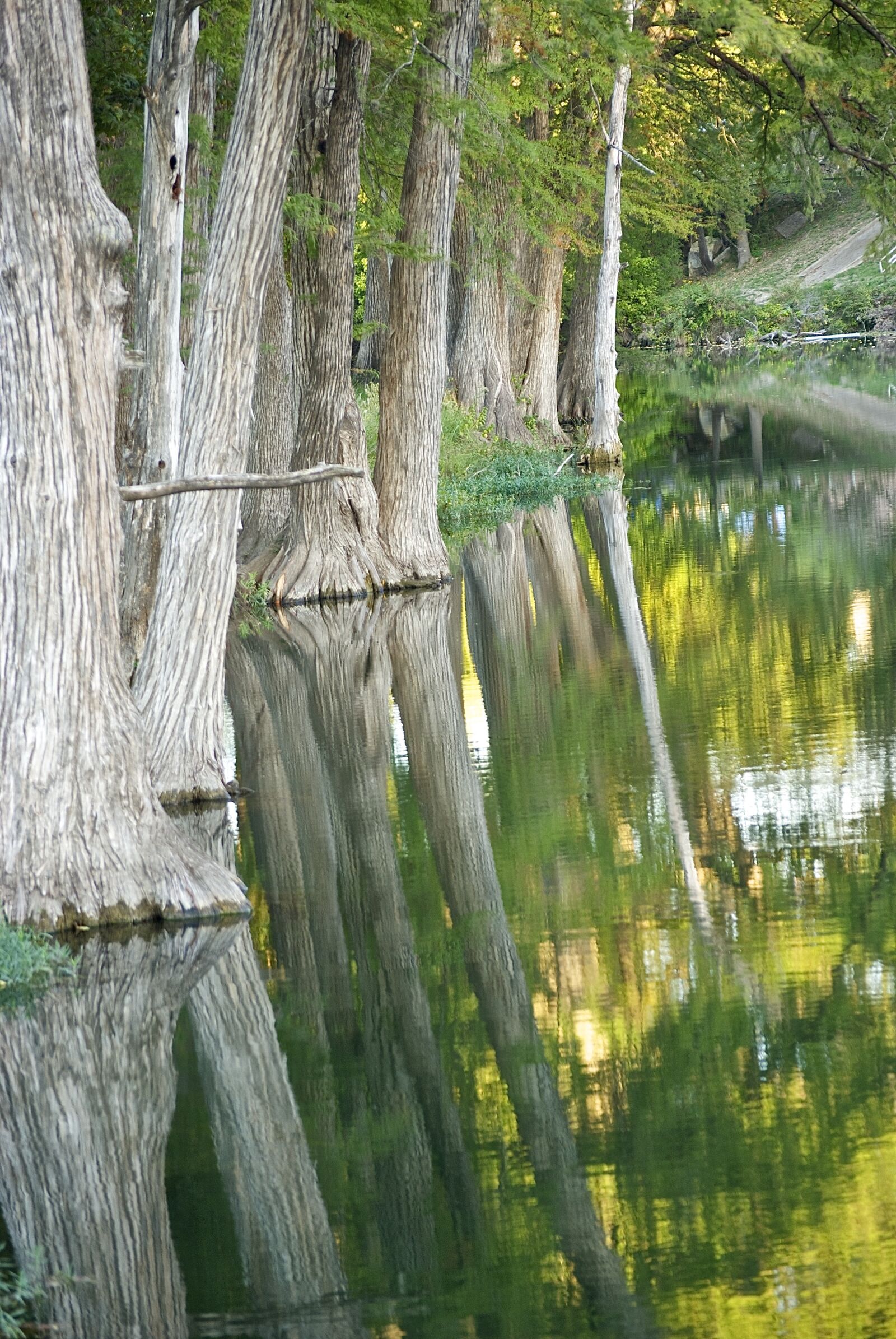 Nikon D80 sample photo. Cypress, tree, reflection photography
