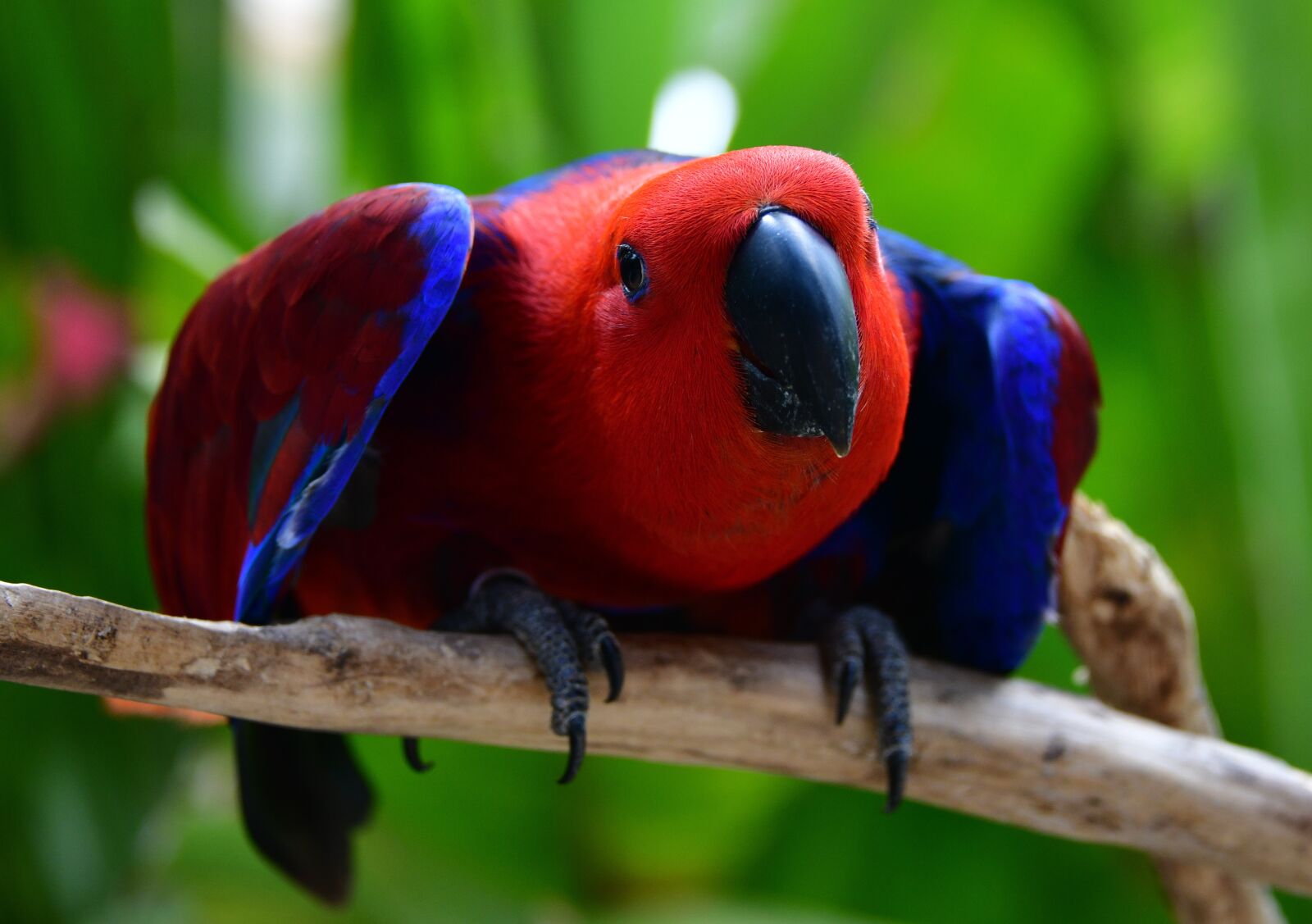Nikon D850 sample photo. Parrot, bird, animal photography