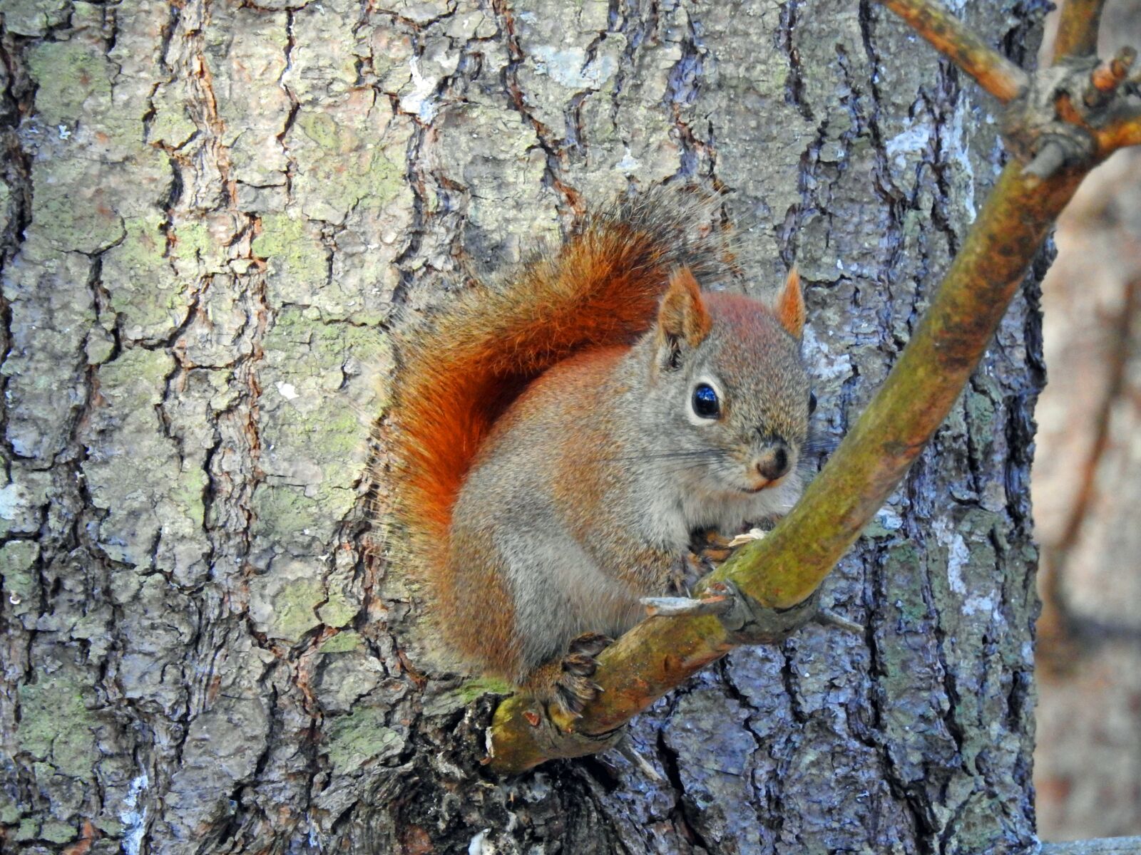 Nikon Coolpix P900 sample photo. Squirrel, nature, tree photography