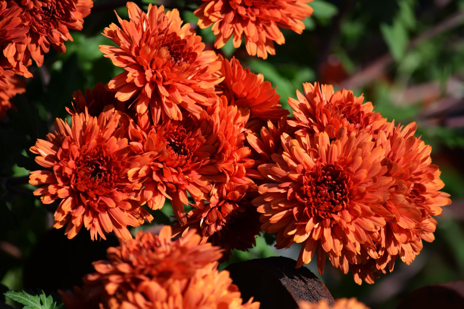Nikon D5200 sample photo. Chrysanthemum, flowers, garden photography