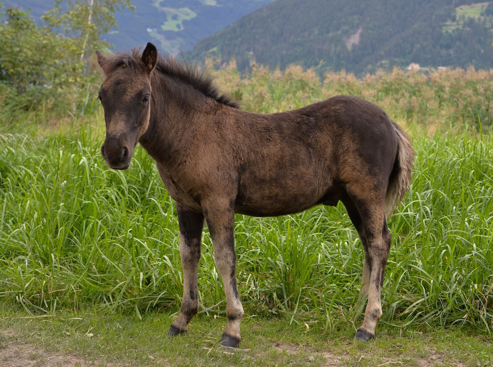 Nikon D7000 sample photo. Pony, konik, animal photography