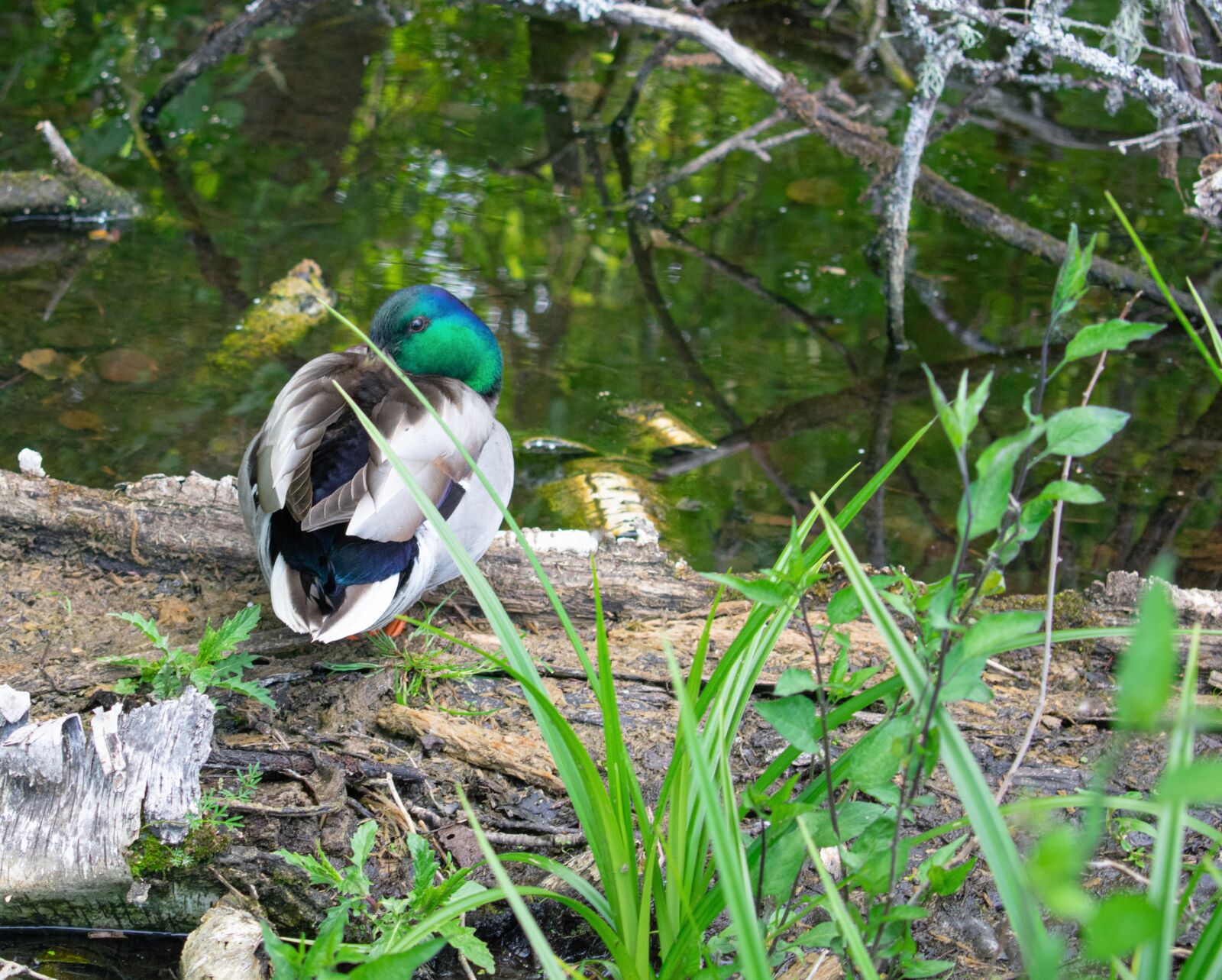Nikon D3400 sample photo. Goose, nature, wild photography