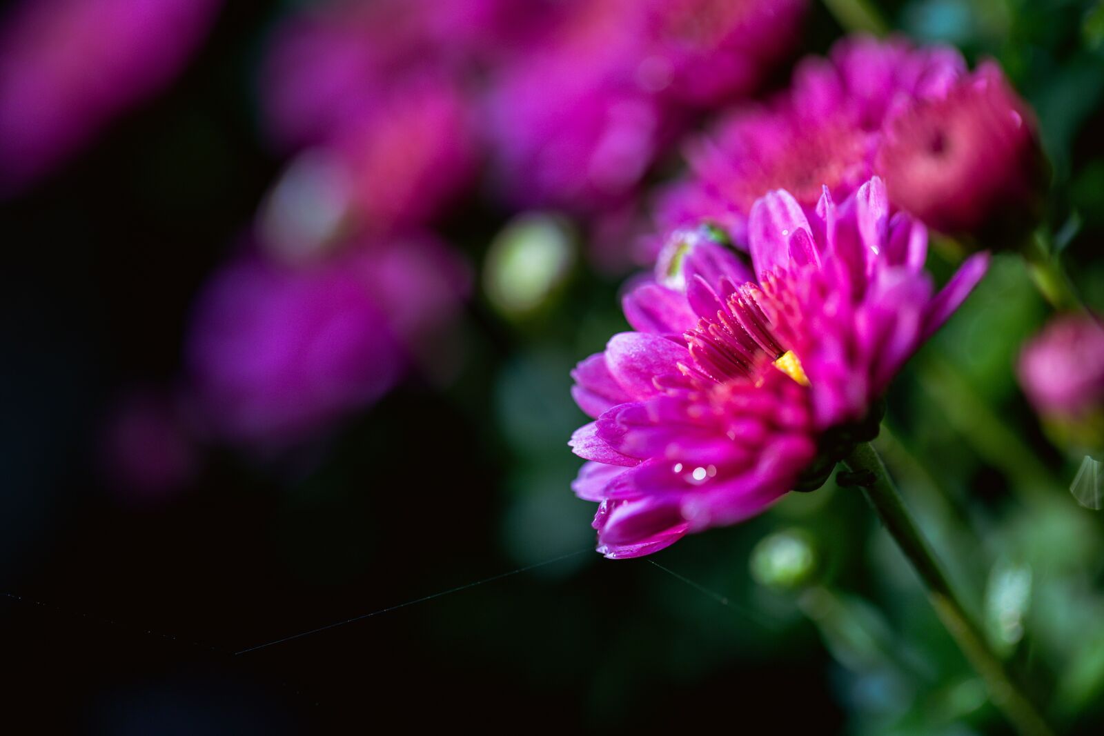 Canon EF 100mm F2.8L Macro IS USM sample photo. Chrysanthemum, closeup, macro photography