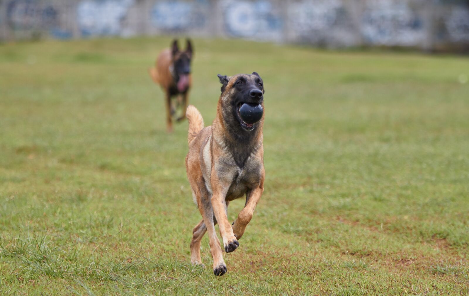 Canon EOS 500D (EOS Rebel T1i / EOS Kiss X3) sample photo. Belgian, malinois, outdoor photography