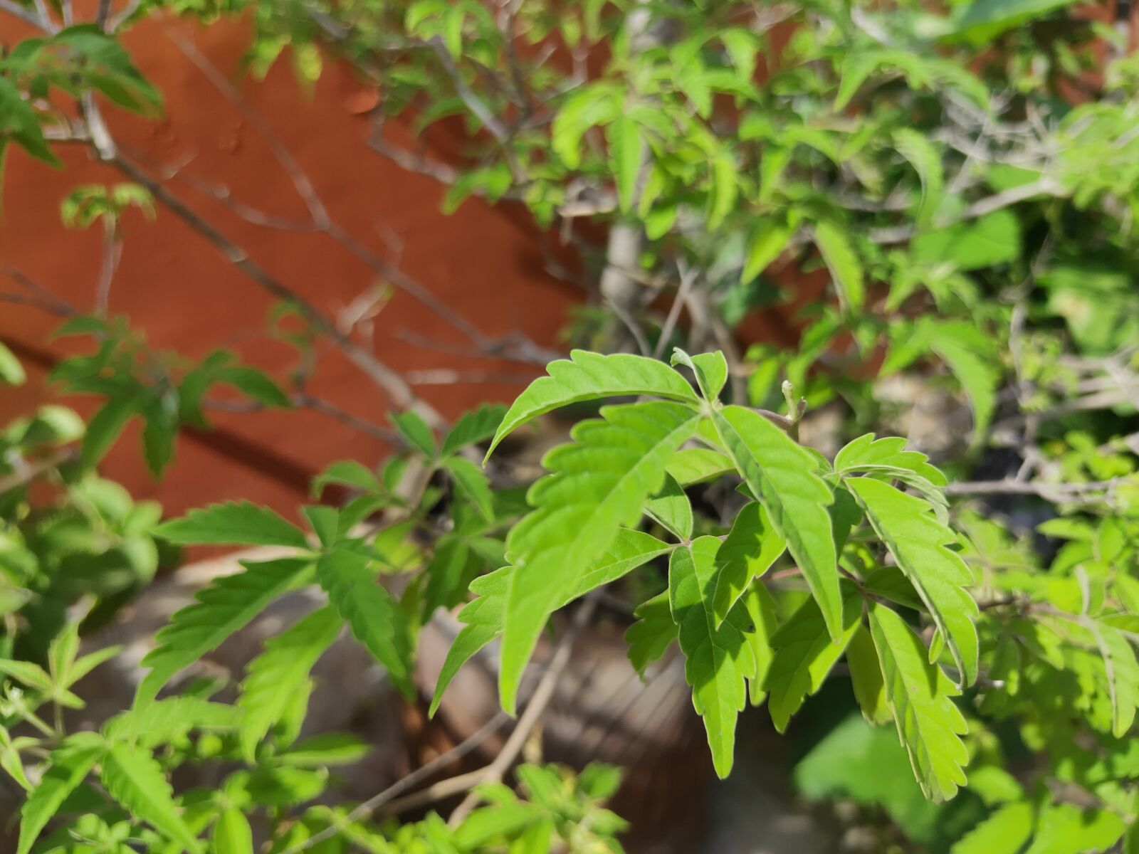 Realme 3 PRO sample photo. Lagundi, green, herbal photography