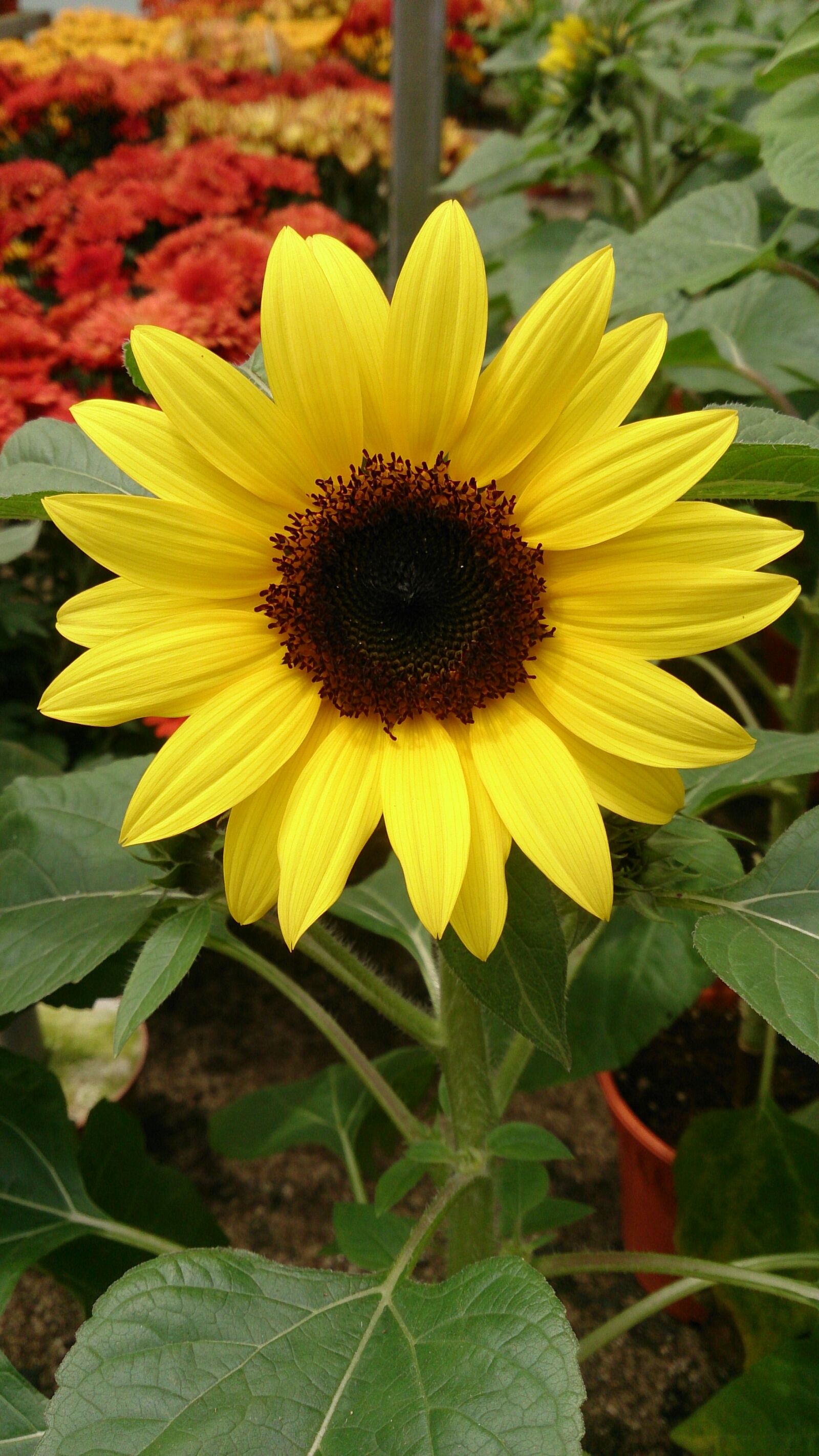 Sony Xperia ZR sample photo. Plant, flower, yellow photography