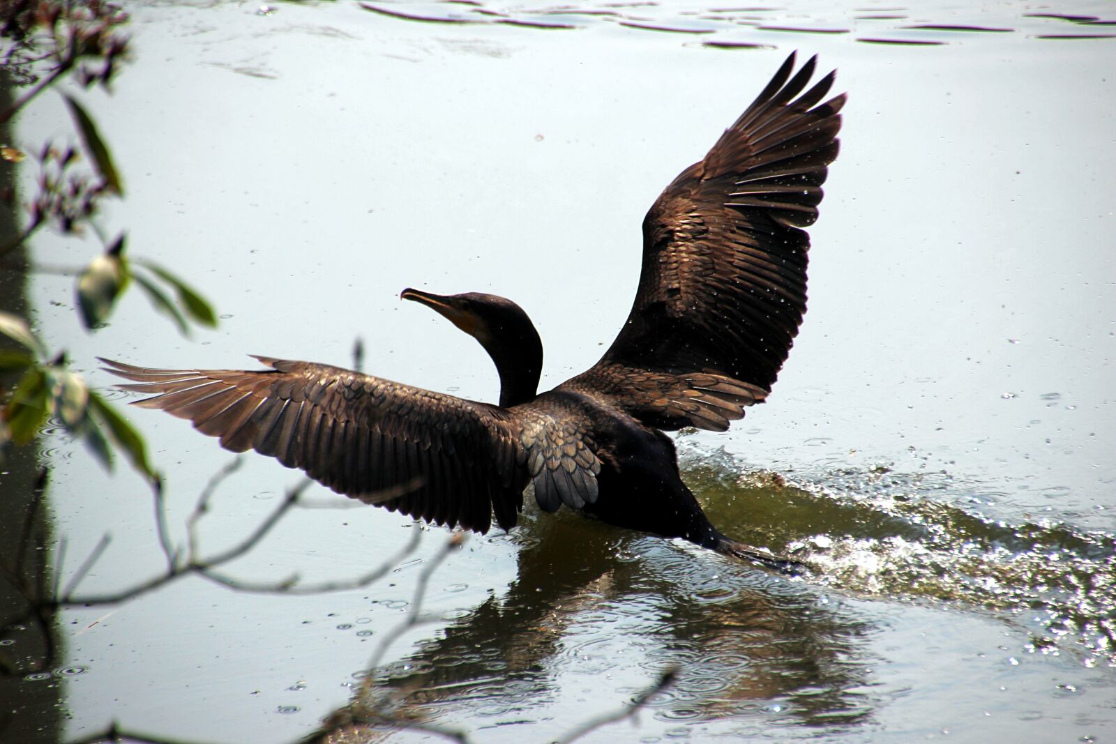 Canon EOS 600D (Rebel EOS T3i / EOS Kiss X5) sample photo. Water, alk, bird photography